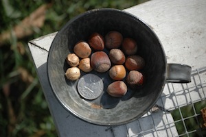 hazel-nuts in a cup